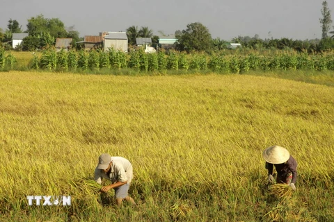 Thu hoạch lúa Đông Xuân 2015-2016 tại xã Tân Hòa, huyện Châu Thành A, tỉnh Hậu Giang. (Ảnh: Duy Khương/TTXVN)