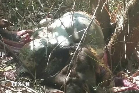 Xác bò tót được phát hiện tại khu rừng thuộc Khu Bảo tồn Thiên nhiên văn hóa Đồng Nai. (Ảnh: Sỹ Tuyên/TTXVN)
