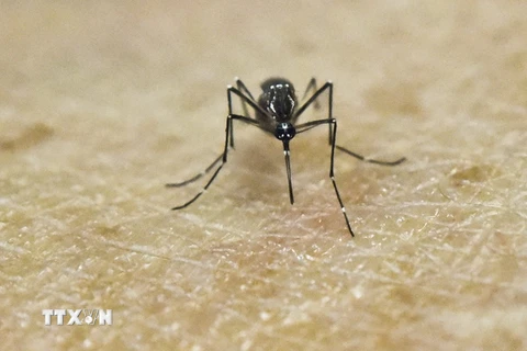 Nghiên cứu về muỗi Aedes Aegypti, vật trung gian truyền virus Zika tại Trung tâm thực hành nghiên cứu y học quốc tế ở Cali, Colombia ngày 25/1. (Nguồn: AFP/TTXVN)