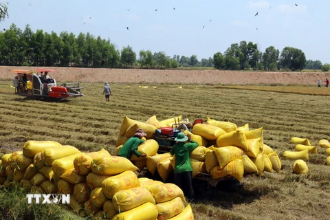 Thu hoạch lúa Đông Xuân ở xã Tân Khánh Hòa, huyện Giang Thành, KIên Giang. (Ảnh: Lê Huy Hải/TTXVN)