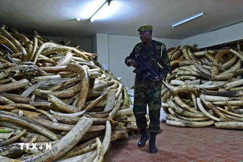 Cảnh sát gác bên số ngà voi thu giữ trong chiến dịch chống buôn lậu các sản phẩm động vật hoang dã quý hiếm tại Nairobi. (Nguồn: AFP/TTXVN)