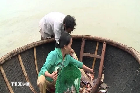 Ngư dân liên tục vớt được hàng tấn cá chết bất thường không rõ nguyên nhân ở Quảng Trị. (Ảnh:. Trần Tĩnh/TTXVN)