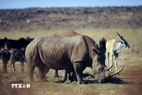 Tê giác tại khu Bảo tồn Thiên nhiên Tê giác và Sư tử ở Krugersdorp, phía bắc Johannesburg (Nam Phi). (Nguồn: AFP/TTXVN)