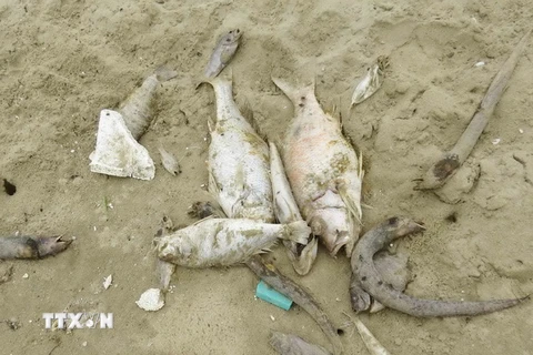 Cá chết dạt vào bờ tại Quảng Bình. (Ảnh: Võ Dung/TTXVN)