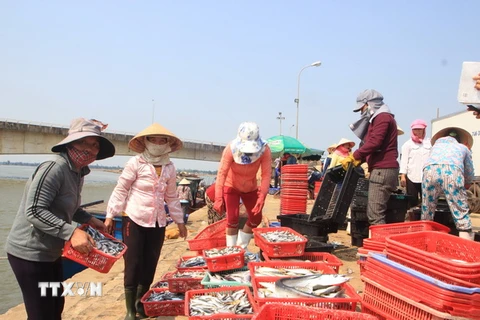 Thương lái thu mua cá tại Cảng cá Cửa Tùng, Quảng Trị. (Ảnh: Thanh Thủy/TTXVN)