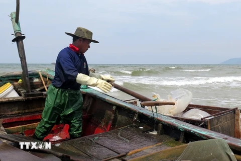 Ngư dân xã Kỳ Ninh, thị xã Kỳ Anh, tỉnh Hà Tĩnh vận chuyển sứa lên bờ để đưa đi tiêu thụ. (Ảnh: Công Tường/TTXVN)