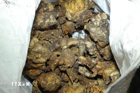 Hàng trăm kg mỡ bẩn được cất giấu trong chuồng gà nhà ông Sơn. (Ảnh: Đậu Tất Thành/TTXVN.)