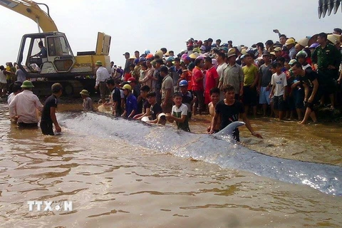 Các lực lượng chức năng cùng người dân nỗ lực giải cứu cá voi mắc cạn tại bờ biển xã Diễn Thịnh, Nghệ An ngày 25/5. (Ảnh: Tá Chuyên/TTXVN)