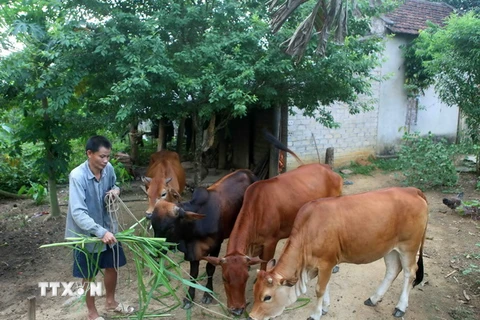 Được hỗ trợ 2 con bò từ chương trình 135, gia đình anh Lương Văn Phú, dân tộc Thái ở xóm Phong Quang, xã Quế Sơn, huyện Quế Phong đã thoát nghèo bền vững. (Ảnh minh họa: Thanh Tùng/TTXVN)