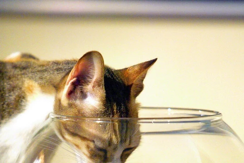 "Nóng quá, khát nước quá, giờ có cho bất cứ thứ nước gì chắc mình cũng uống được" - Tiger, một chú mèo đang sống tại Sharjah, UAE, cho biết. (Nguồn: EPA)