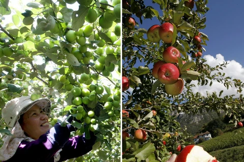 Có lẽ điểm khác biệt nhất giữa táo ta (ảnh: Đình Huệ/TTXVN) và táo Thụy Sĩ (nguồn: EPA) là ở màu sắc và kích thước.