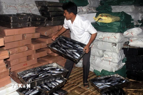 25 tấn cá nục bị nhiễm độc Phenol trong kho lạnh của bà Lê Thị Thuộc, thị trấn Cửa Tùng. (Ảnh: Thanh Thủy/TTXVN)