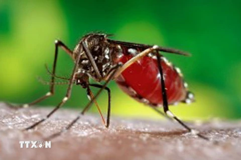 Muỗi cái Aedes aegypti được nghiên cứu tại Trung tâm kiểm soát dịch bệnh Mỹ. (Nguồn: Bloomberg/TTXVN)
