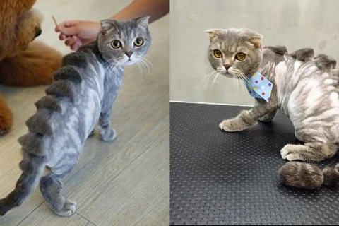 Một chú mèo cau có khi được cắt tỉa thành một em khủng long xinh xắn. (Nguồn: http://shanghaiist.com)