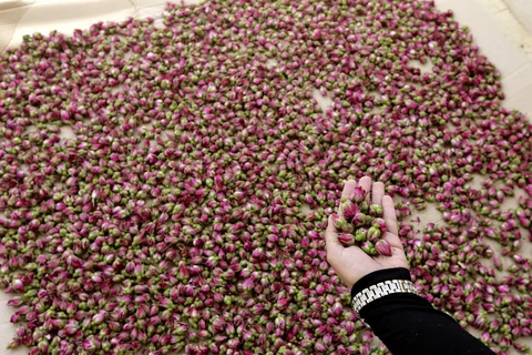 Một phụ nữ Syria nhặt những nụ hoa hồng Damask dùng làm nước hoa hồng, tại làng Marah, phía bắc thủ đô Damascus. (Nguồn: AFP)