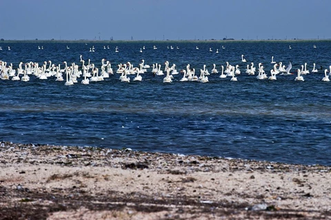 Thiên nga trắng trong khu chim săn bắn, một phần của Khu bảo tồn thiên nhiên Crimea trong vịnh Karkinit của Biển Đen. (Nguồn: Sputnik)