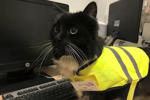 Cô mèo được tặng 1 chiếc áo phản quang và 1 bảng tên. (Nguồn: independent.co.uk)