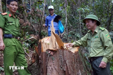 Lực lượng chức năng kiểm tra hiện trường vụ phá rừng. (Ảnh: Nguyễn Sơn/TTXVN)