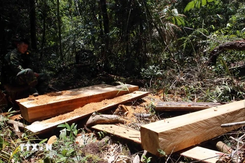 Các cây pơ mu bị khai thác trái phép tại tiểu khu 351, xã La Dêê, huyện Nam Giang. (Ảnh: Trần Lê Lâm/TTXVN)