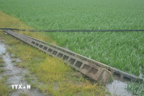 Cột điện bị đổ sau bão trên ruộng lúa tại huyện Vũ Thư, tỉnh Thái Bình. (Ảnh: Thu Hoài/TTXVN)