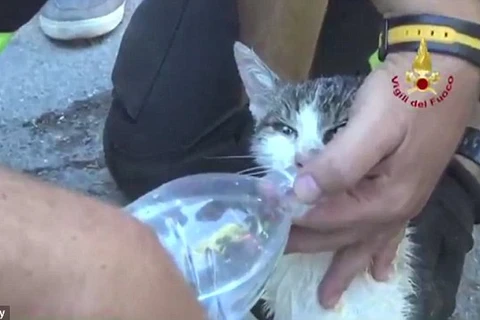 Cô mèo nhỏ được cho uống nước sau khi được cứu thoát. (Nguồn: dailymail.co.uk)