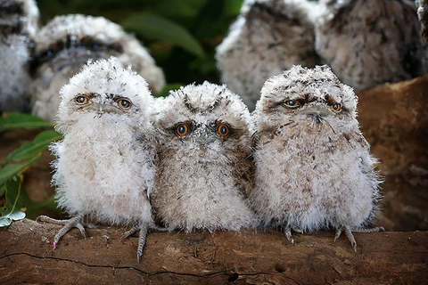 Với cái miệng rộng hết cỡ cùng đôi mắt tròn xe, loài chim Tawny frogmouth sống tại Australia thường bị nhầm lẫn với cú. (Nguồn: boredpanda.com)