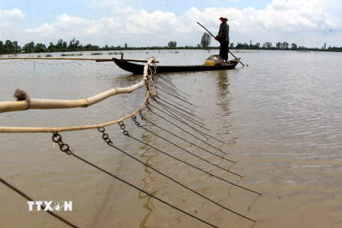 Bắt cá mùa nước nổi (Tam Bình, Vĩnh Long). (Ảnh: Duy Khương/TTXVN)