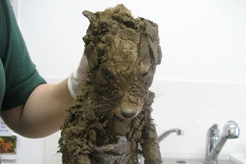 Con vật nhỏ trông như một chú chó con phủ đầy bùn. (Nguồn: boredpanda.com)
