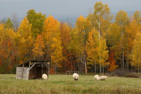 Chỉ một túp lều cũ, với 4 con cừu béo tròn, vậy mà vẫn tạo nên một bức họa đồng quê hoàn hảo. (Nguồn: AFP)
