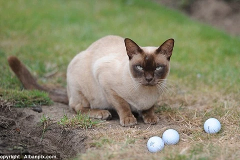 Mèo Merlin bên những quả bóng golf ưa thích. (Nguồn: Dailymail.co.uk)