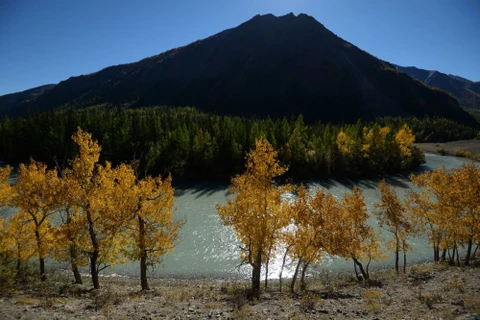 [Photo] Ngắm mùa Thu vàng đã về trên vùng núi Altai của Nga