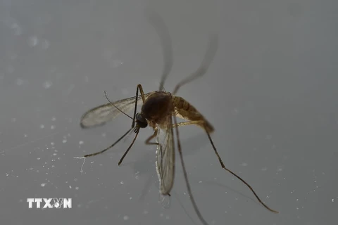 Muỗi, vật trung gian lây truyền virus Zika, tại Mexico City, Mexico ngày 7/5. (Nguồn: AFP/TTXVN)
