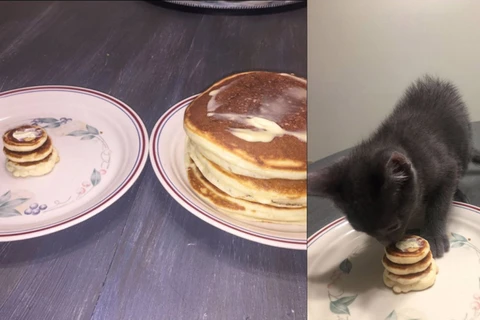 Chiếc bánh pancake tí hon dành cho Wilson. (Nguồn: Metro.co.uk)