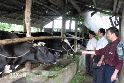 Dự án bò sữa Việt-Bỉ. (Ảnh minh họa: Trần Tuấn/TTXVN)