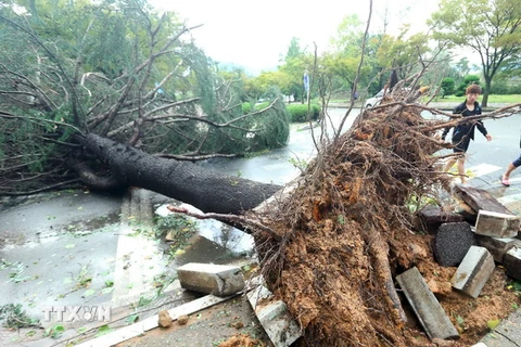Cây cối bị quật đổ sau khi bão Chaba quét qua thành phố Changwon ngày 5/10. (Nguồn: AFP/TTXVN)