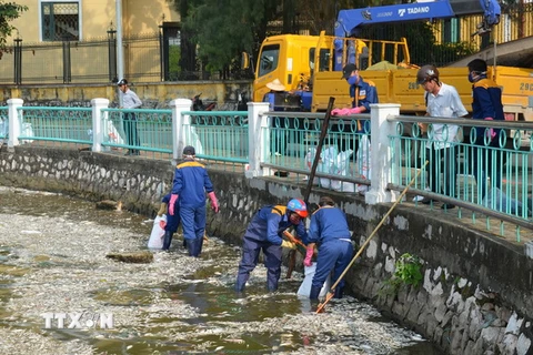 Công nhân vệ sinh môi trường thu gom cá chết tại Hồ Tây. (Ảnh: Mai Linh/TTXVN)