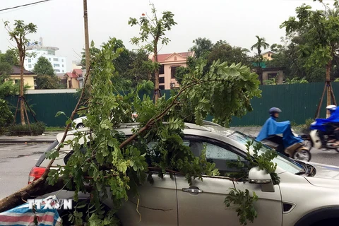 Mưa to, gió lớn làm cây đổ trên đường Đống Đa, thành phố Huế. (Ảnh: Quốc Việt/TTXVN)