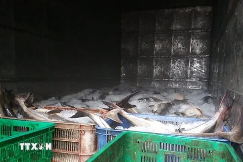 Cá được người dân vớt lên đem đóng đá (ảnh chụp lúc 15 giờ 30 phút, ngày 12/10 trên địa bàn xã Long Sơn, thành phố Vũng Tàu. (Ảnh: Hoàng Nhị/TTXVN)
