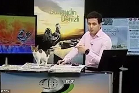 Chú mèo thản nhiên nhảy lên bàn người dẫn chương trình truyền hình trực tiếp. (Nguồn: DailyMail)