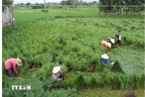 (Ảnh minh họa: Công Thử/TTXVN)