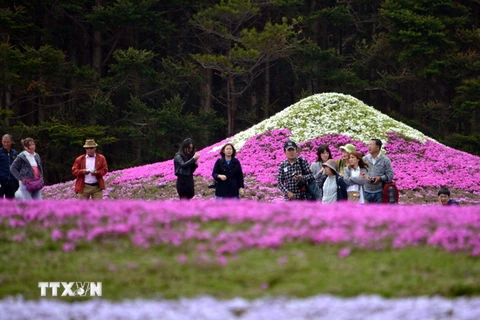 Khách du lịch chiêm ngưỡng những thảm hoa Shibazakura rực rỡ dưới chân núi Phú Sĩ. (Nguồn: AFP/TTXVN)