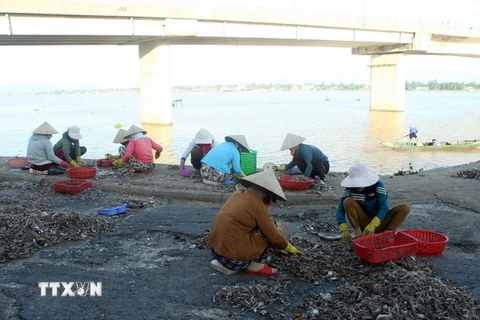 Những người phụ nữ phân loại cá tại cảng cá Cửa Việt, huyện Gio Linh, tỉnh Quảng Trị. (Ảnh: Tuấn Anh/TTXVN)