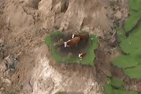 Ba chú bò bị mắc kẹt trên 'ốc đảo' nhỏ. (Nguồn: stuff.co.nz)