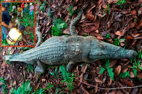 Con cá sấu 2,8m, nặng khoảng 200kg được cho là đã nuốt chửng ông Sili Ismail. (Nguồn: Nst.com.my)