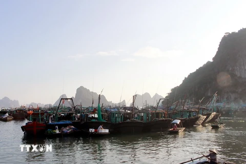 Tàu thuyền neo đậu tại cảng Cái Rồng, Quảng Ninh. (Ảnh minh họa: Văn Đức/TTXVN)