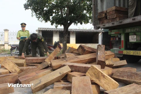 Kiểm đếm số gỗ lậu trên xe container. (Ảnh: Trịnh Duy Hưng/Vietnam+)