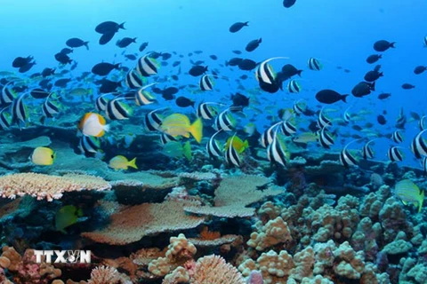 Các loài sinh vật biển tại Khu bảo tồn biển quốc gia Papahanaumokuakea, Hawaii. (Nguồn: Washington Post/TTXVN)