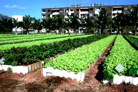 Cuba cho phép hộ nông dân được trực tiếp thuê lao động 