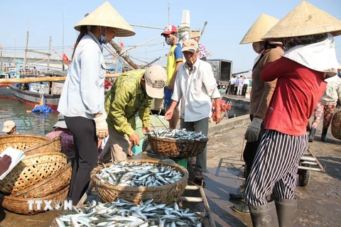 Thu mua hải sản của ngư dân Quảng Trị. (Ảnh: Thanh Thủy/TTXVN)