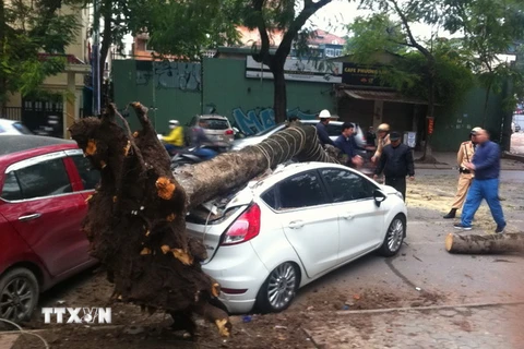 Hiện trường vụ cây đổ trên đường Lý Thường Kiệt. (Ảnh: TTXVN/phát)